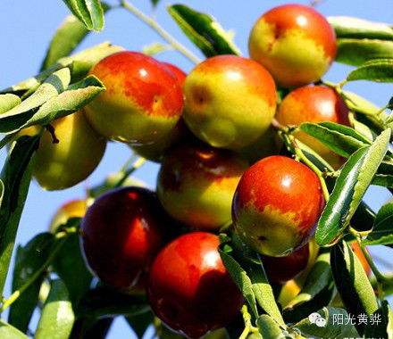 國慶節來黃驊這十幾種美食千萬別錯過