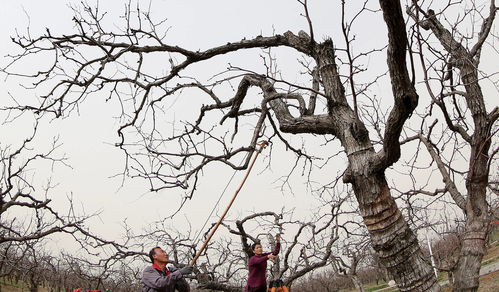 冬棗之鄉 春管忙