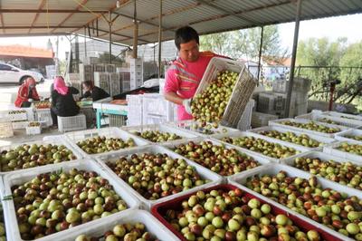 黃驊:金秋時節冬棗飄香