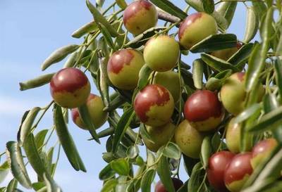 豐收時節(jié) 棗香滿園——滄州2019中國農(nóng)民豐收節(jié)暨黃驊冬棗節(jié)即將盛大開幕